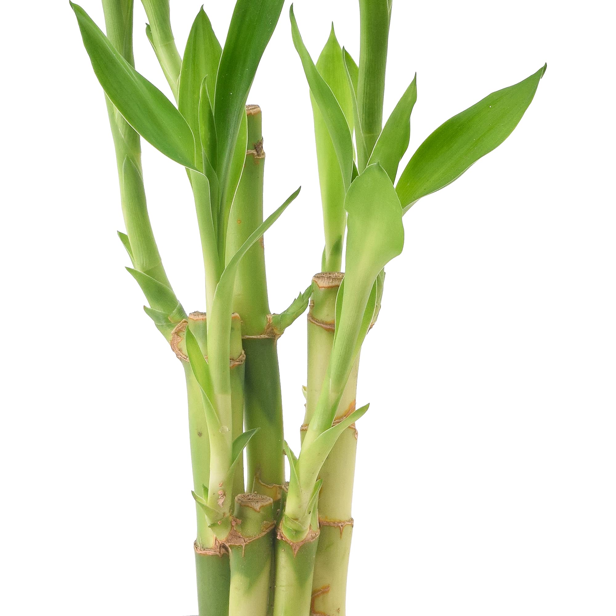 Arcadia LV25 bamboo rooted in water with pebbles for clean growth