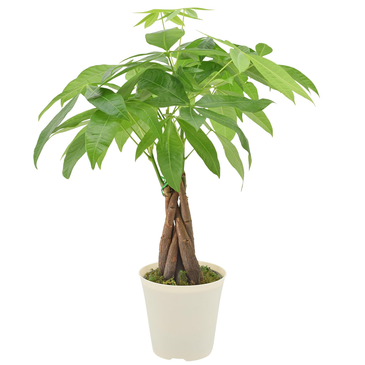 Arcadia Money Tree braided top view in a 4-inch pot, ideal indoor decor.