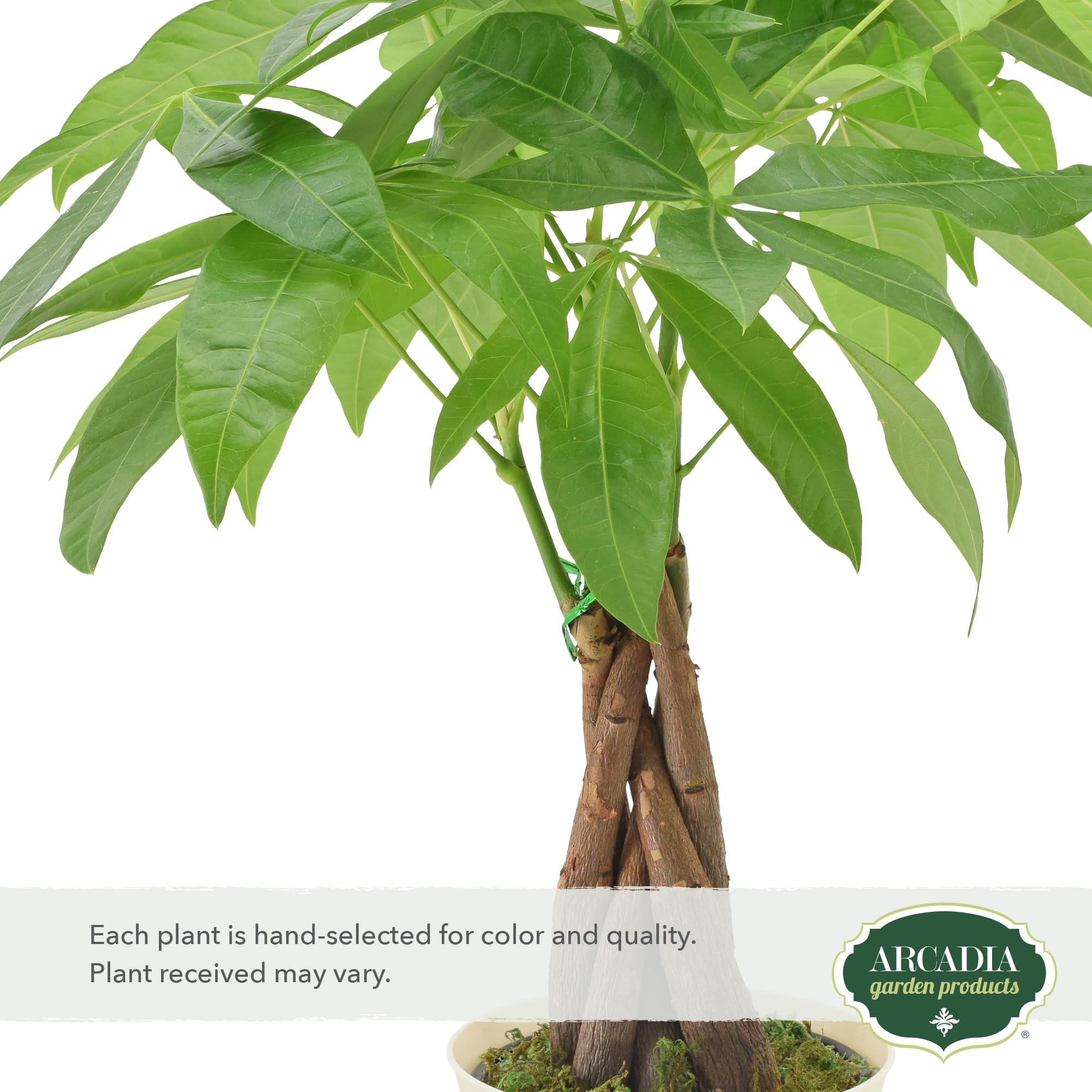 Arcadia Money Tree braided trunk close-up, stylish accent for home or office.