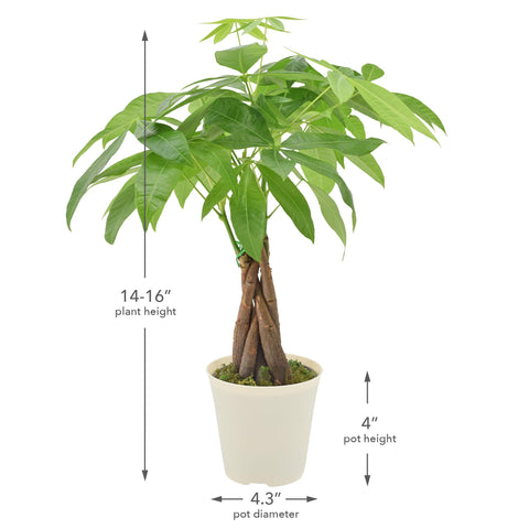 Arcadia Money Tree gift-ready plant for special occasions.