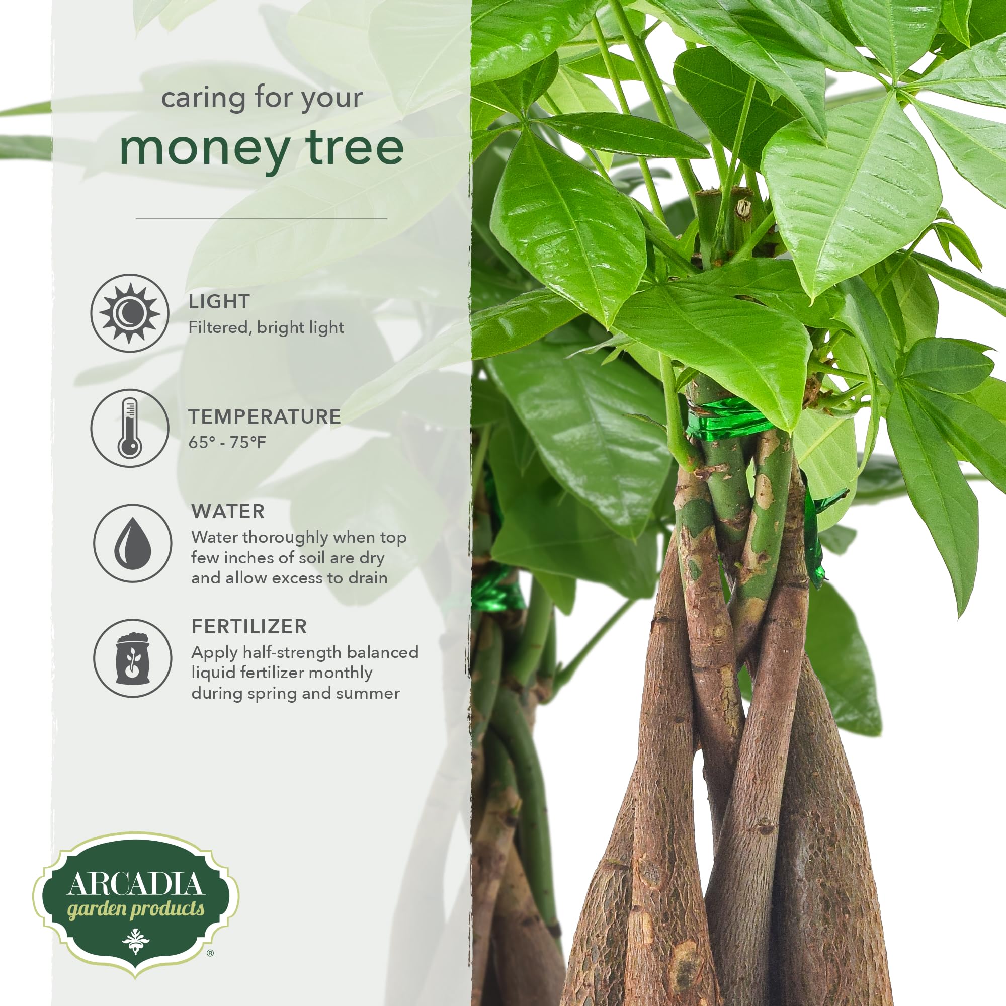 Arcadia Money Tree in beige branded pot, easy-care indoor plant.