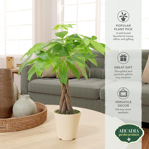 Arcadia Money Tree indoor plant boosts ambiance with lush greens.