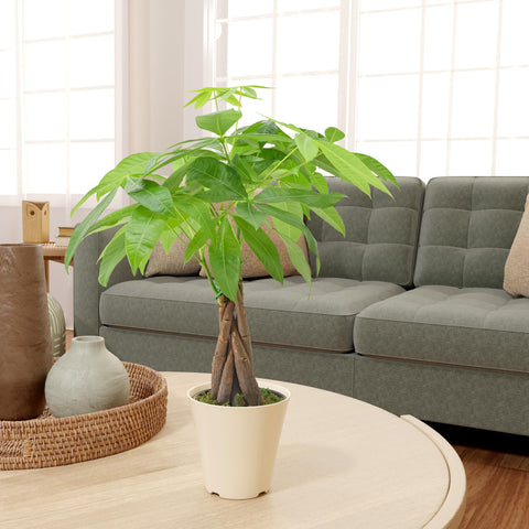 Arcadia Money Tree leaves and pot for desk or shelf.
