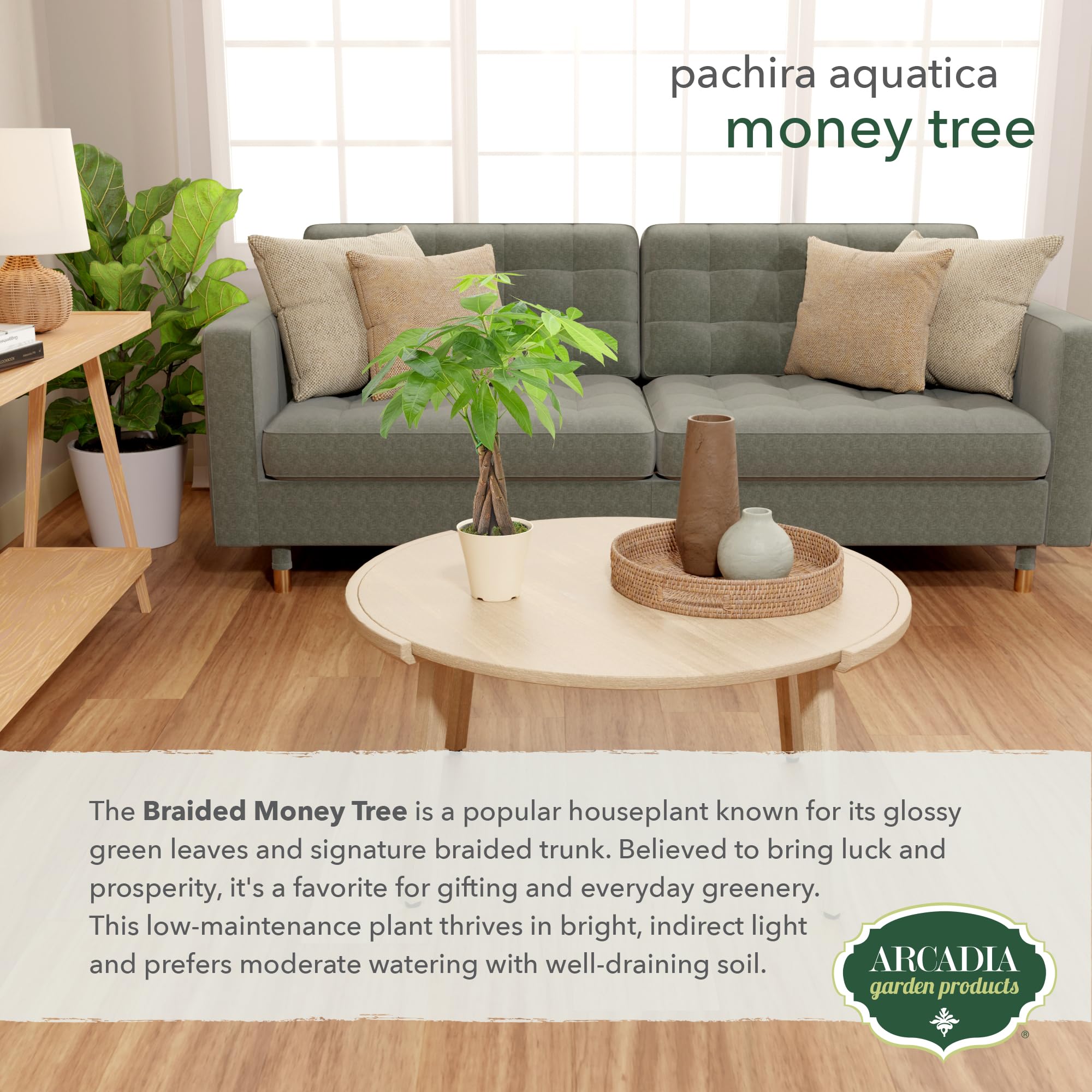 Arcadia Pachira aquatica in office decor, tropical vibe for any room.