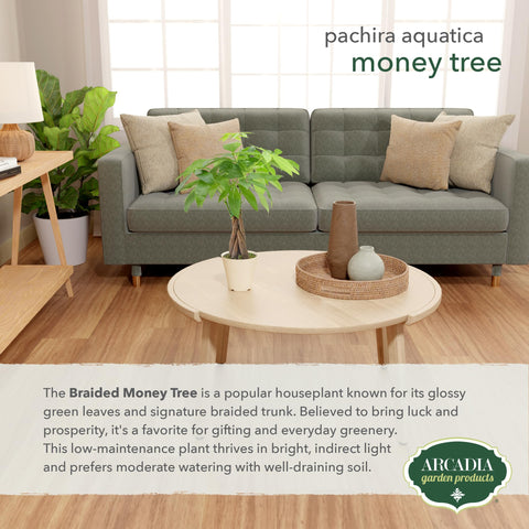 Arcadia Pachira aquatica in office decor, tropical vibe for any room.