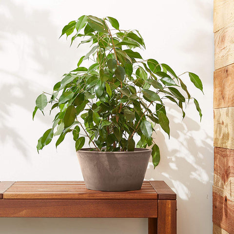 Arcadia PSW pot used for herbs or microgreens indoors.