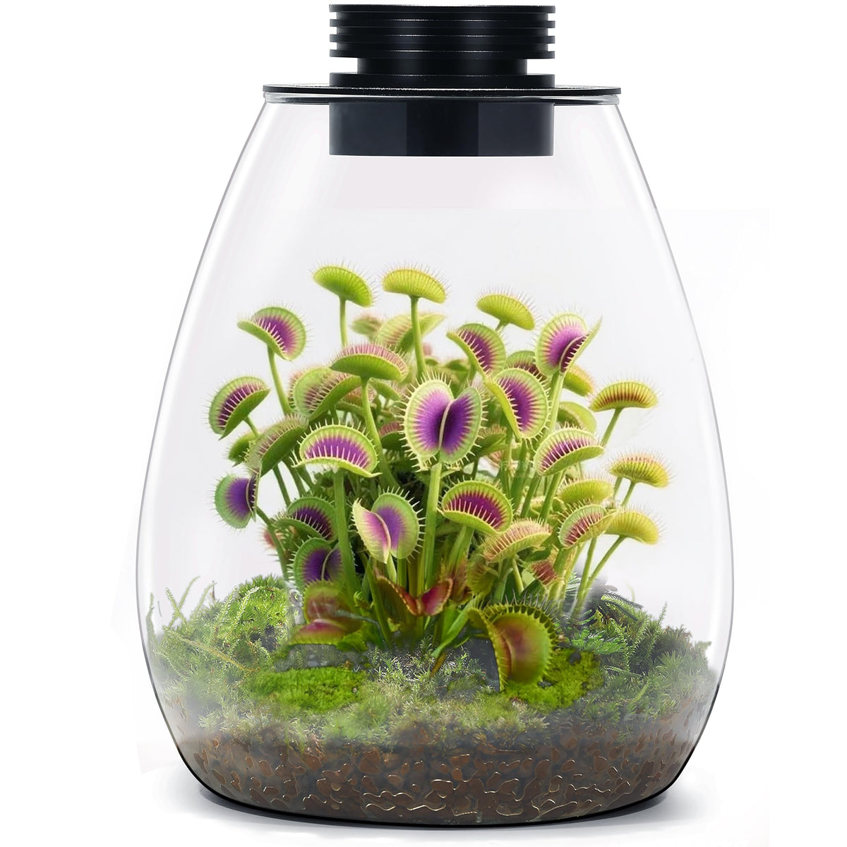 AREPK desktop glass terrarium with grow light highlighting vibrant succulents on a desk.