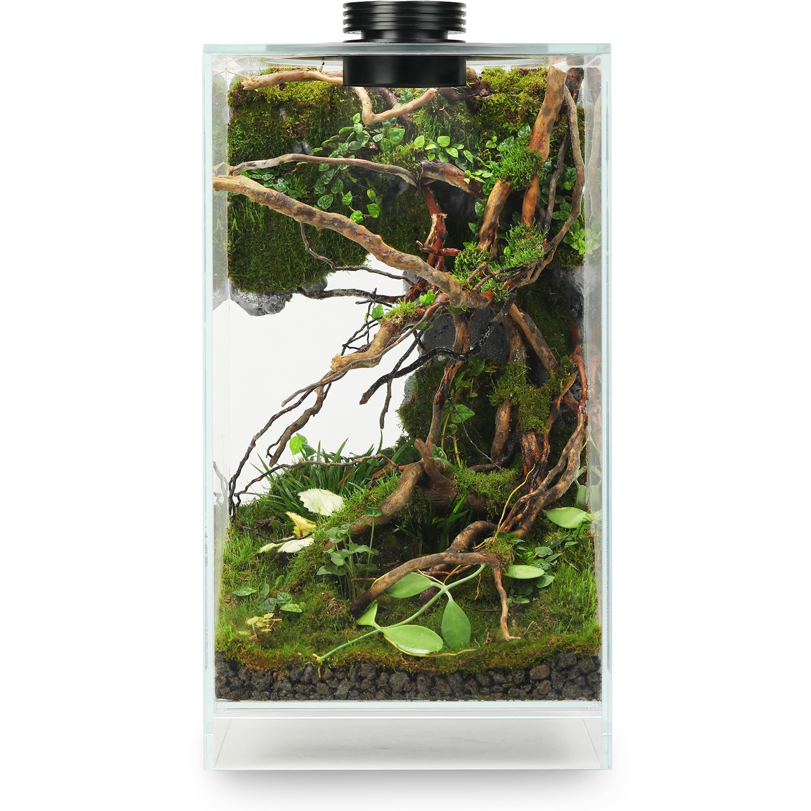 AREPK desktop glass terrarium with grow light for compact plant habitat