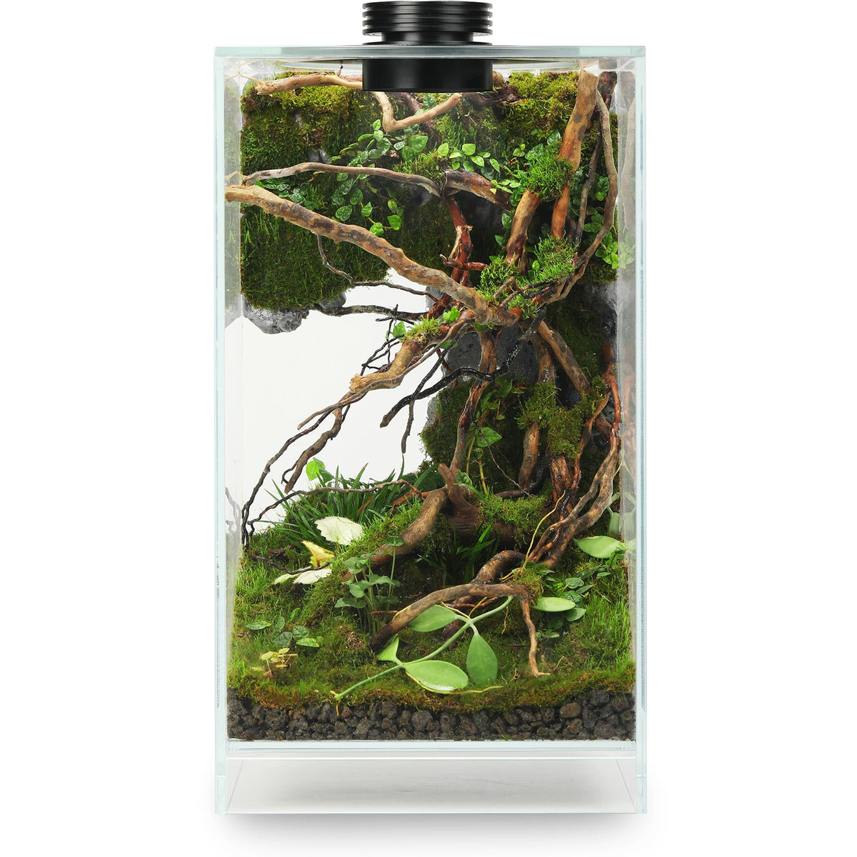 AREPK desktop glass terrarium with grow light for compact plant habitat