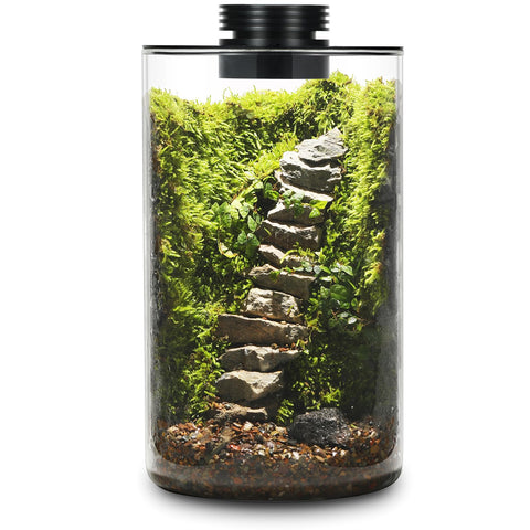 AREPK desktop glass terrarium with grow light for succulents and moss