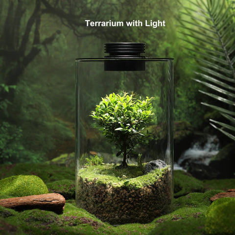 AREPK terrarium with rotating light base enhances flexible illumination