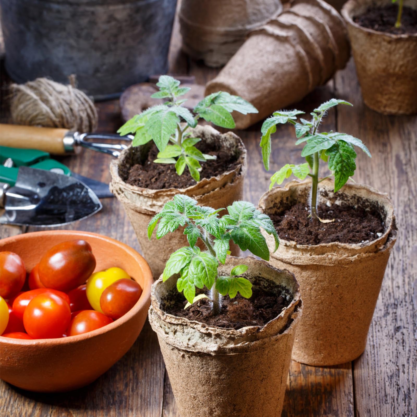 ARGCONNER 40-pack seed pots ready for organized germination projects