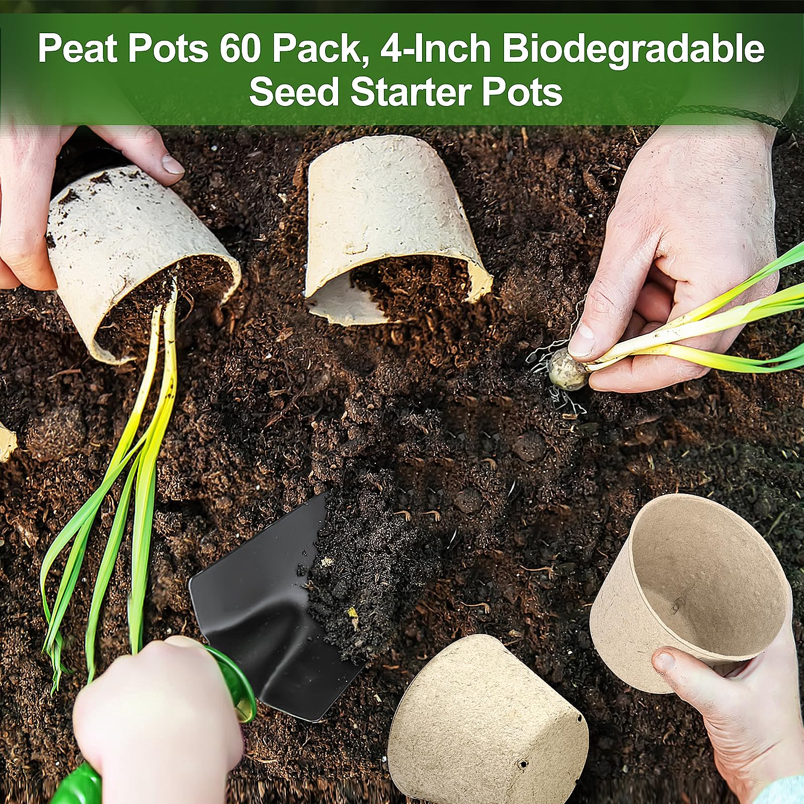 ARGCONNER seedling transplanting in soil reduces transplant shock