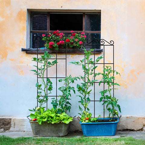 ARIFARO climbing vines trellis creates vertical display for roses and vegetables.