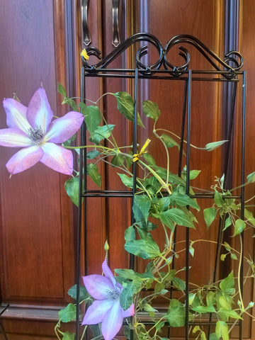 ARIFARO easy-setup trellis ready for quick placement and adjustment