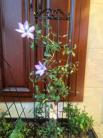 ARIFARO vertical garden solution for compact spaces