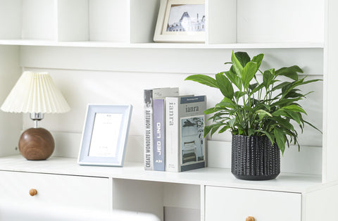 Arktiva planter ideal for desks and windowsills to display small plants