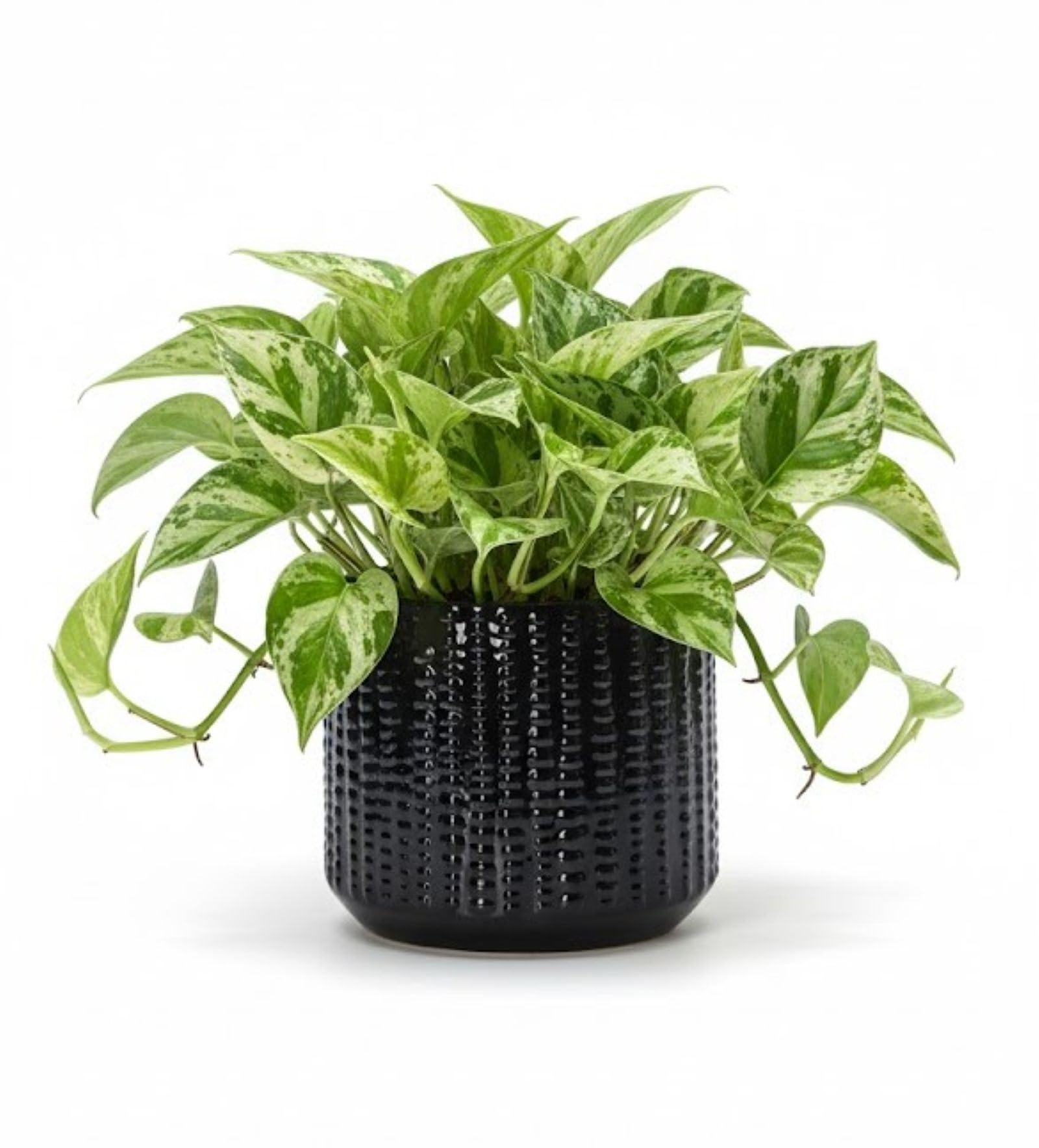 Arktiva ceramic planter with drainage hole helps prevent overwatering for healthier roots