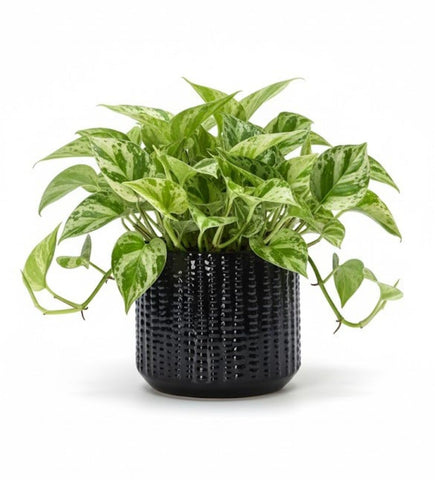 Arktiva ceramic planter with drainage hole helps prevent overwatering for healthier roots