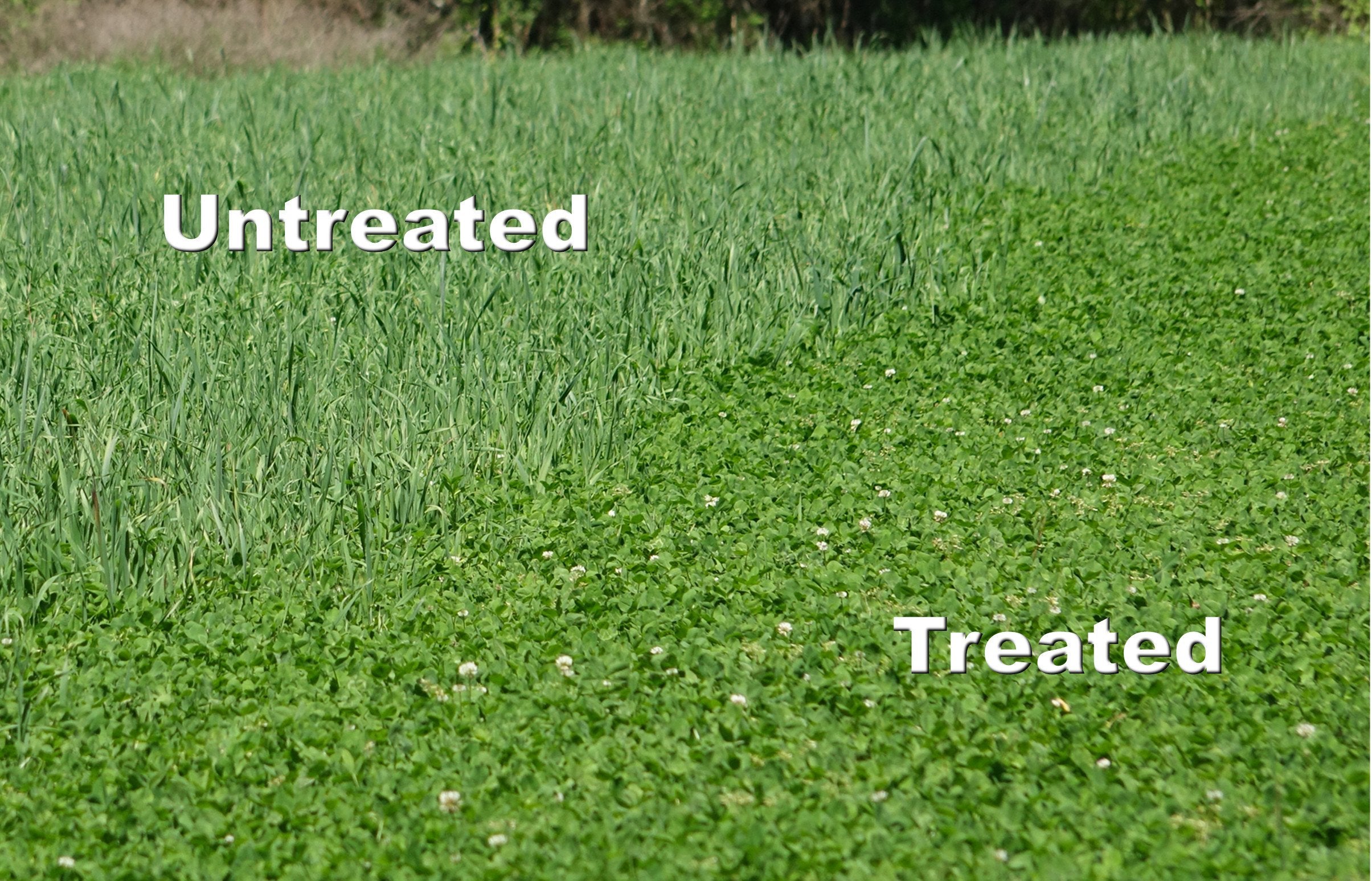 Arrest Max spray being applied to actively growing grasses in a plot
