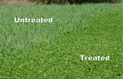 Arrest Max spray being applied to actively growing grasses in a plot