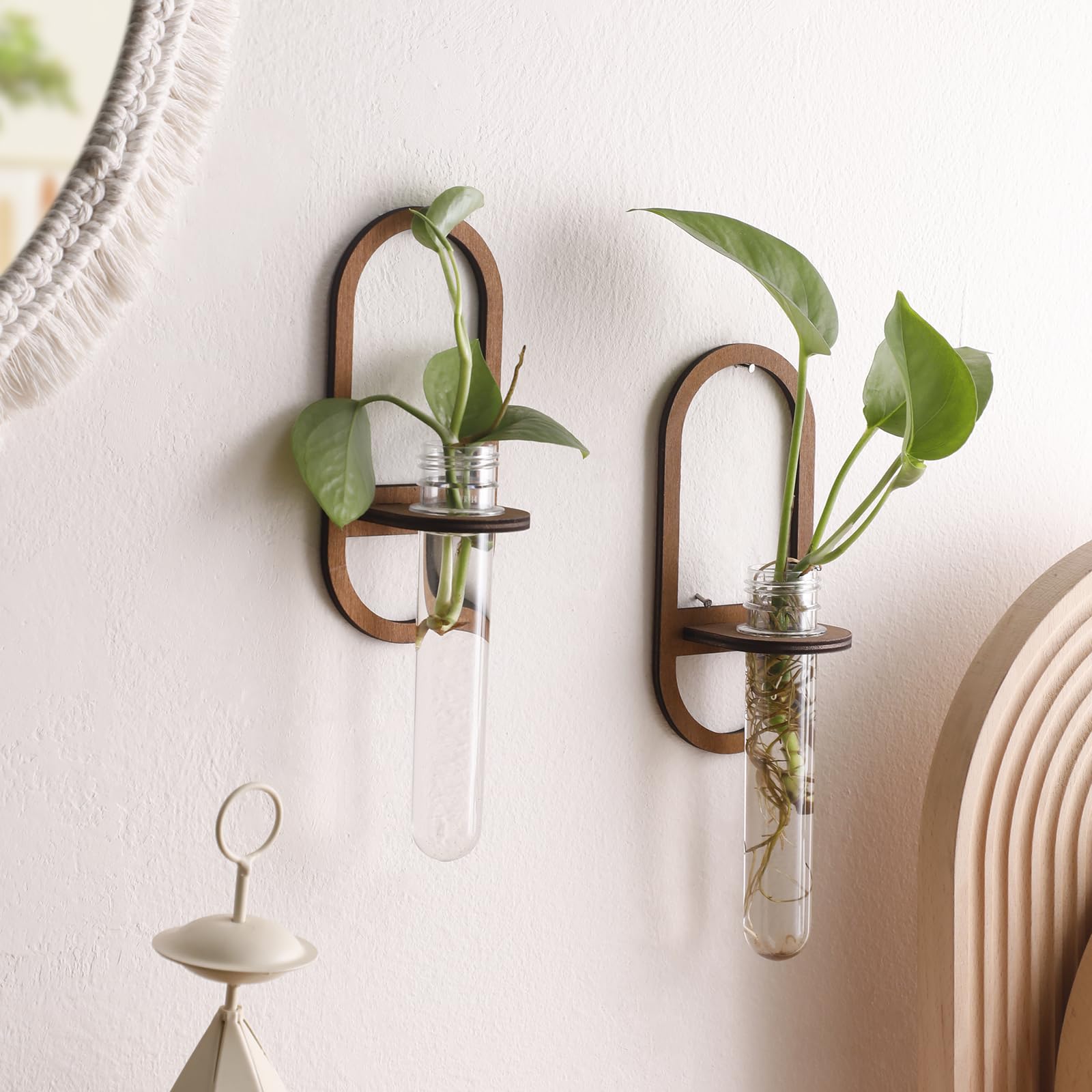 Artilady acrylic test tubes safely display root growth in cuttings