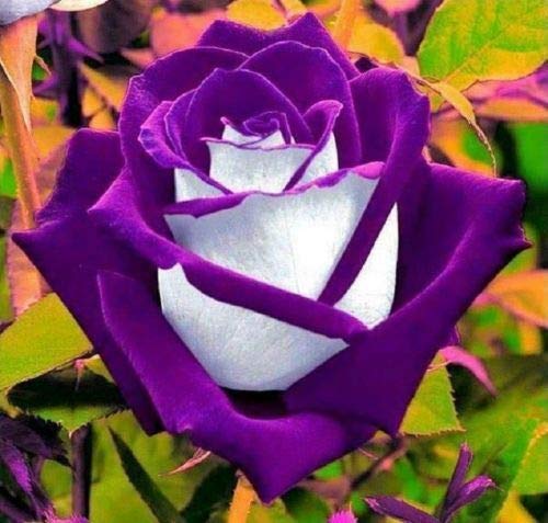 Artist Unknown white purple rose seed bloom adds vibrant color to your garden.