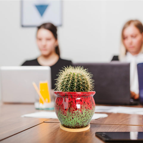 Colorful cactus planter set enhances shelves and countertops.