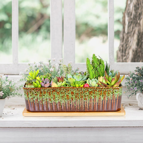 ARTKETTY indoor succulent display on a desk with tidy aesthetic