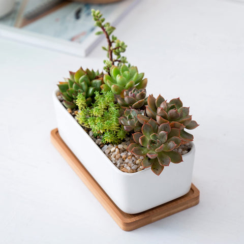 ARVINKEY gift-ready plant pot set ideal for gifting