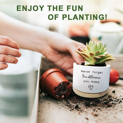 Aryabtya succulent planter on windowsill adds natural charm
