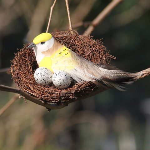 Asikkon nest packaging shows single nest.