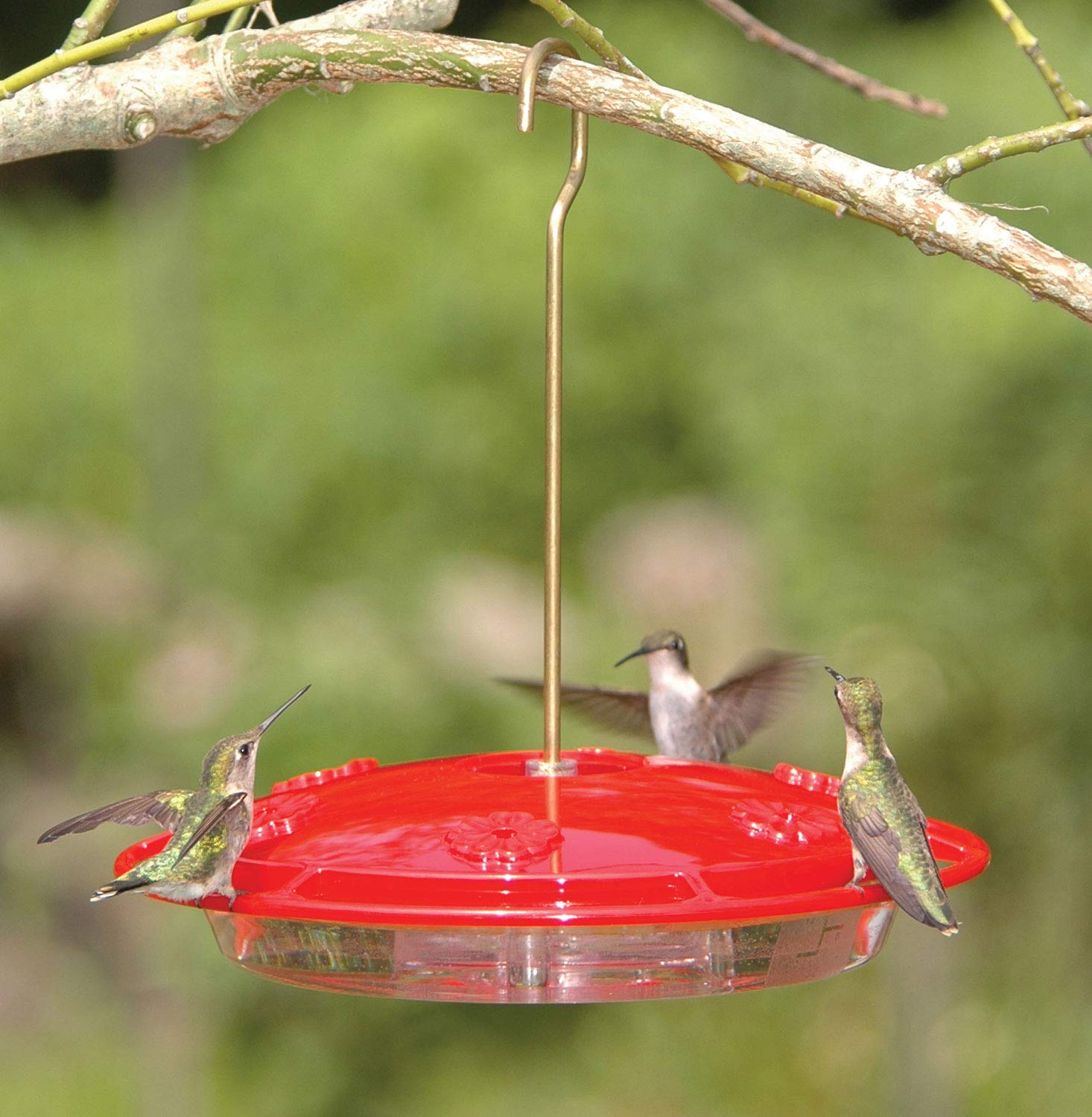 Built-in ant moat protects nectar from crawling insects at the feeder