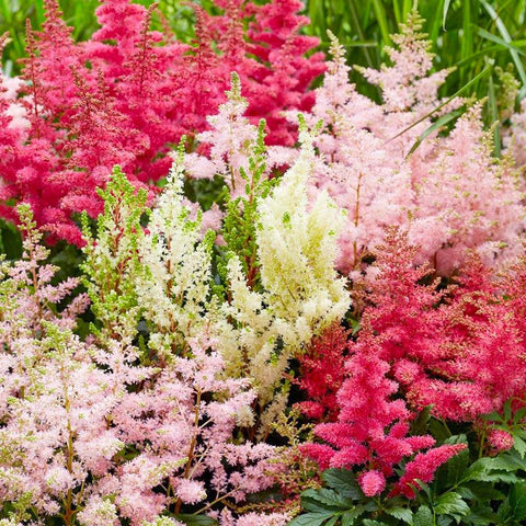 Astilbe Arendsii Bunter seeds for borders and color in garden beds