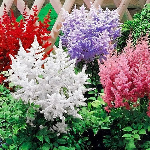 Astilbe Arendsii Bunter seeds in vibrant color mix for shaded garden borders