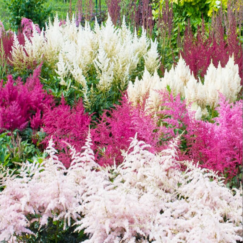 Astilbe Arendsii Bunter seeds for container plantings on patios