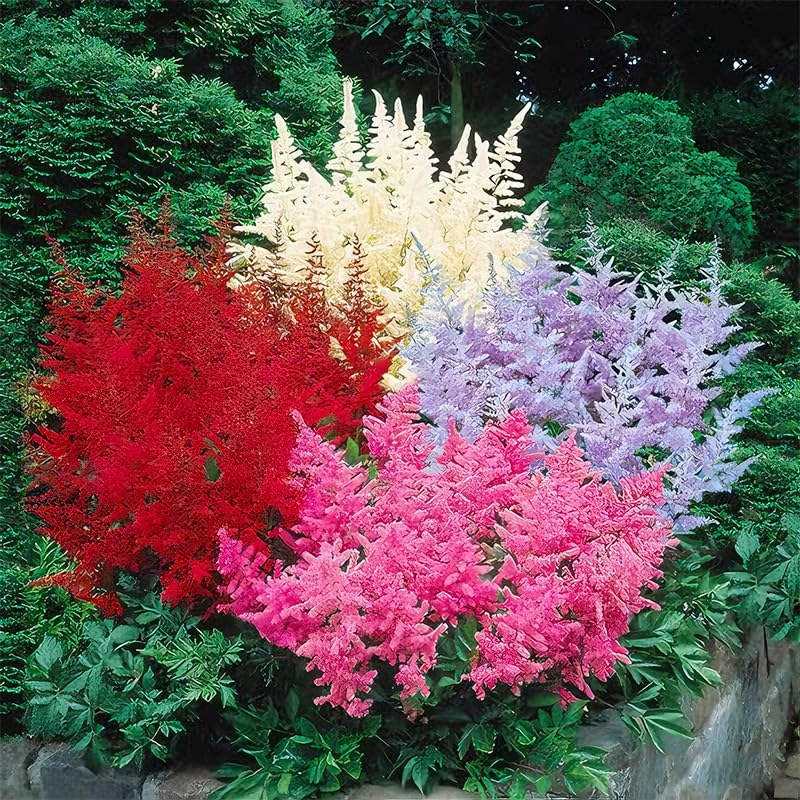 Astilbe Arendsii Bunter seeds provide long-lasting cut flowers for arrangements