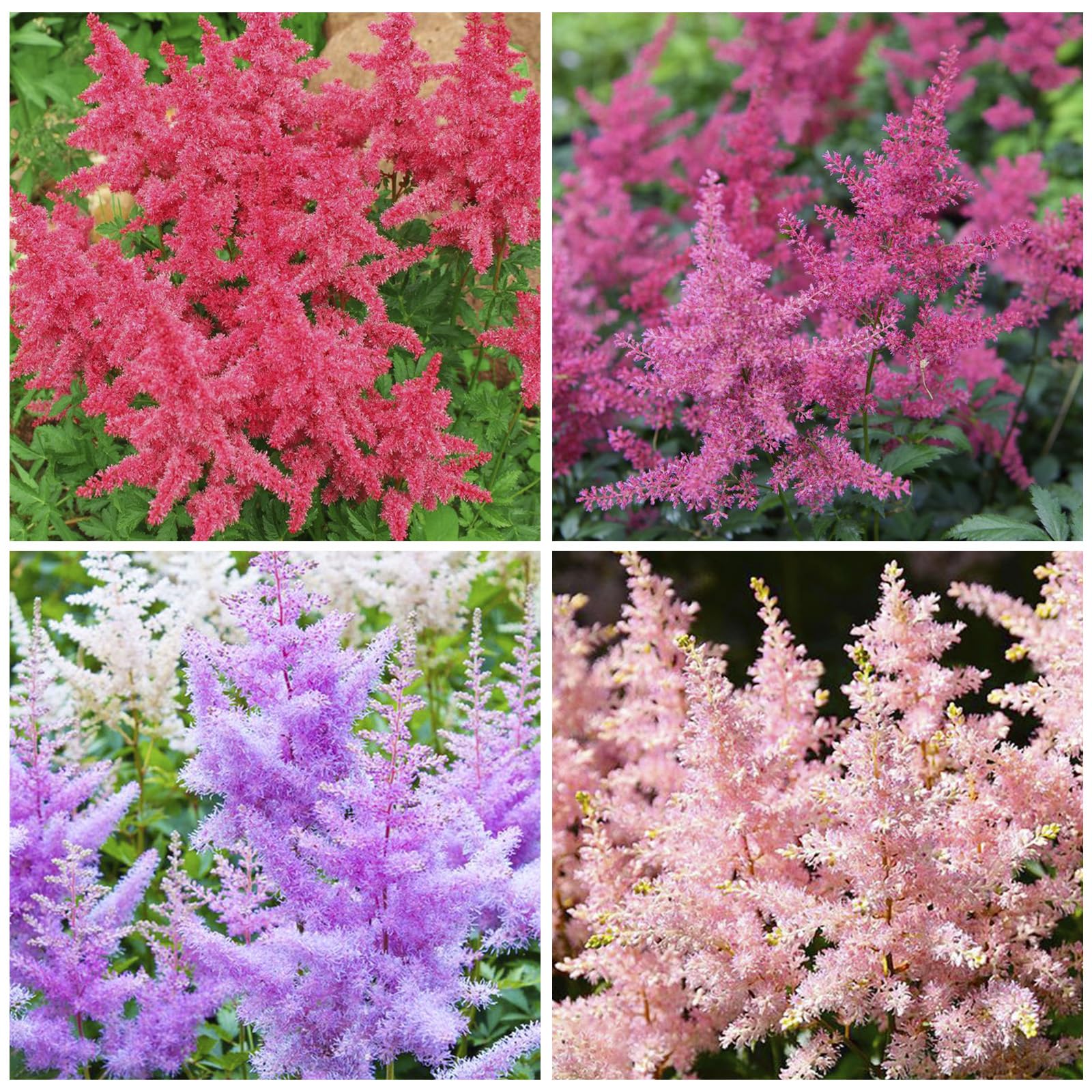 Astilbe Arendsii Bunter seeds thrive in shade, ideal for woodland corners
