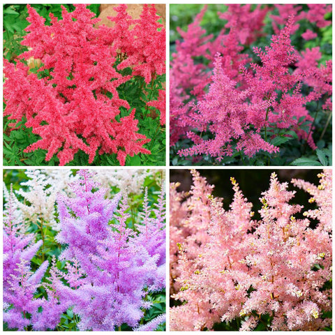 Astilbe Arendsii Bunter seeds thrive in shade, ideal for woodland corners