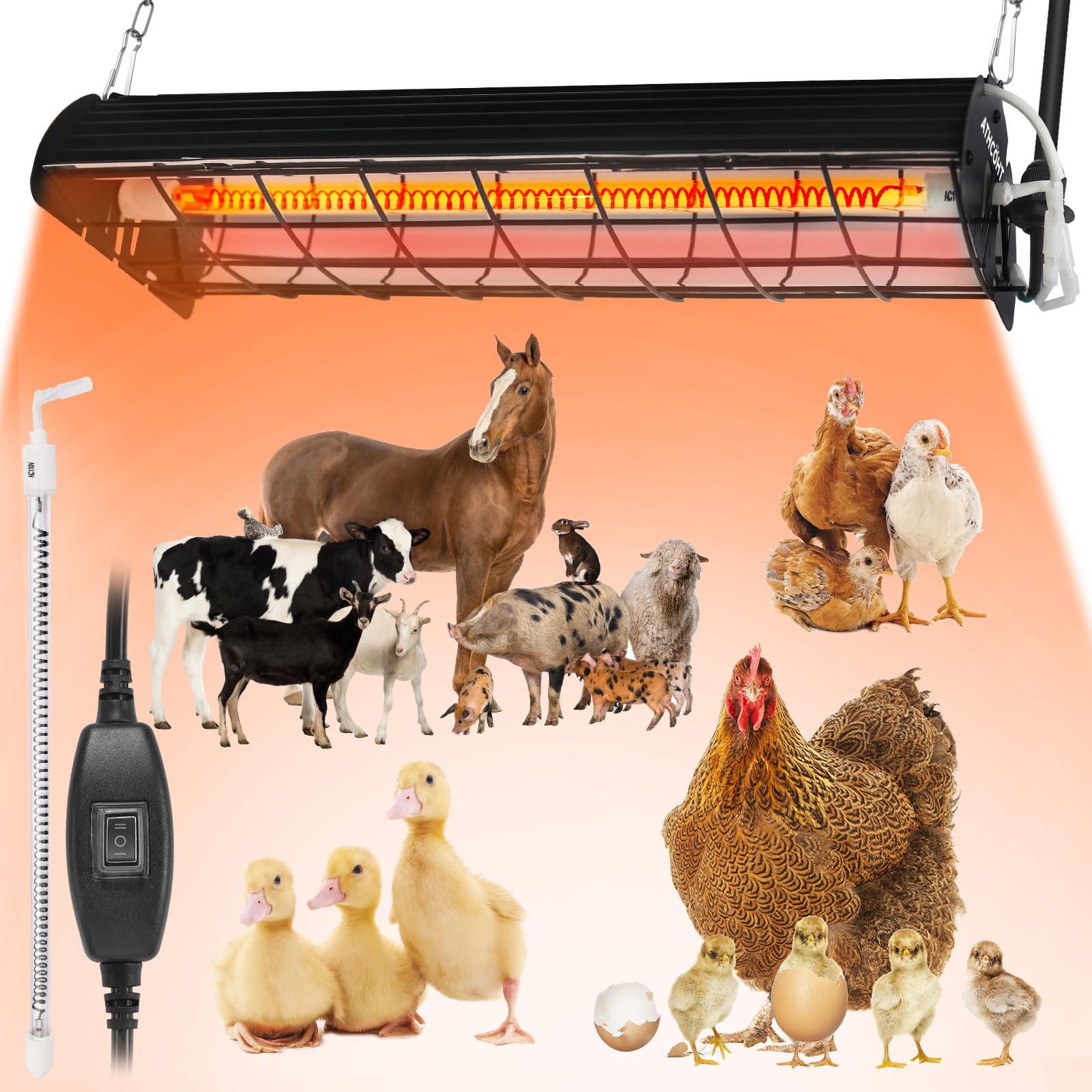ATHCOHT 400W heat lamp in a large coop provides uniform warmth for chicks.