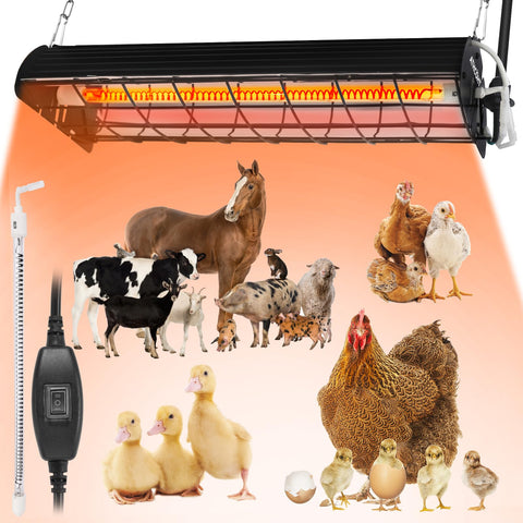 ATHCOHT 400W heat lamp in a large coop provides uniform warmth for chicks.