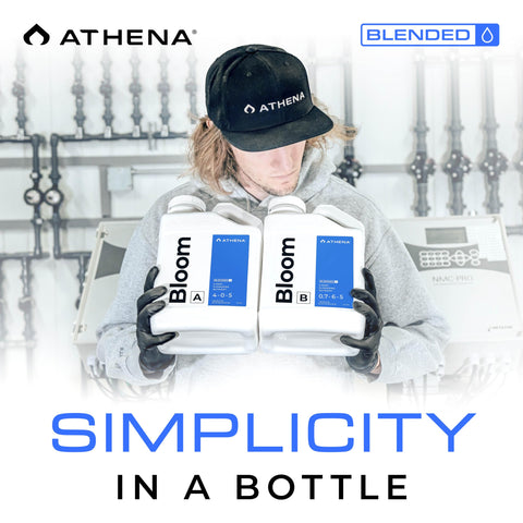 Athena Blended Bloom A&amp;B supports dense flower clusters and potential fruit.