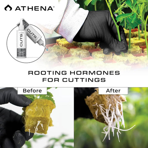 Athena Cuts woody cuttings benefit from gel for sturdy roots