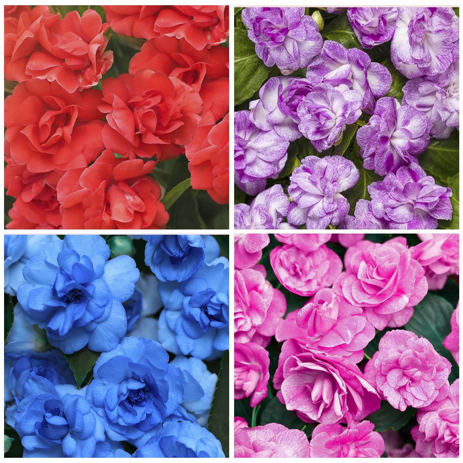 Athena Impatiens seeds in a color-packed packet for shade gardens.