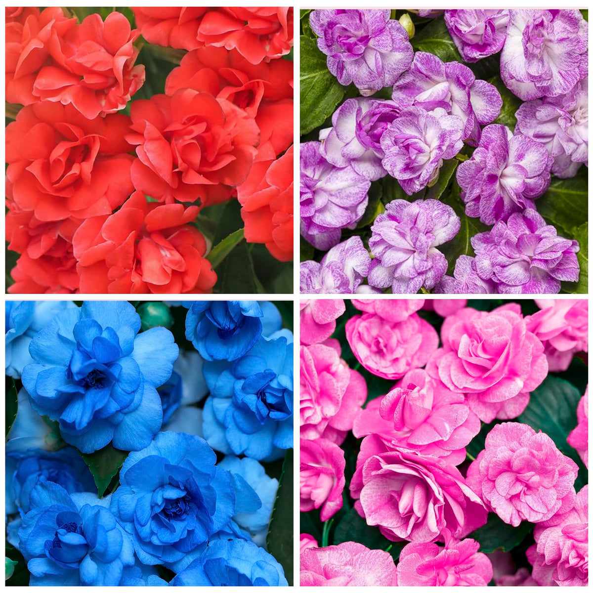 Athena Impatiens seeds in a color-packed packet for shade gardens.