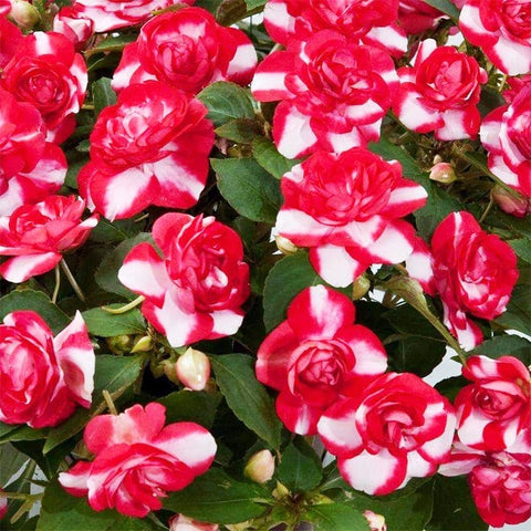 Athena Impatiens seeds used for borders and edging with bright color.