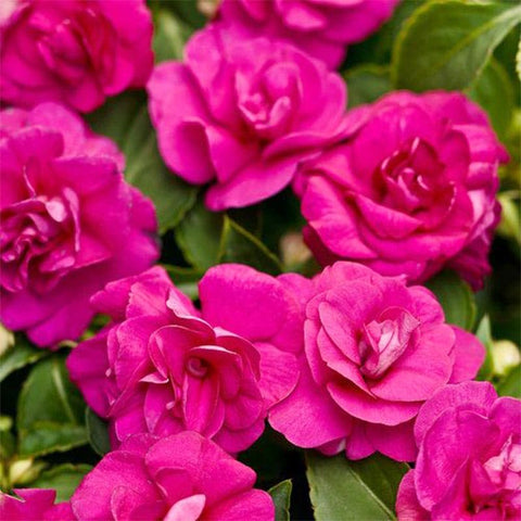 Athena Impatiens seeds ideal for containers and window boxes.
