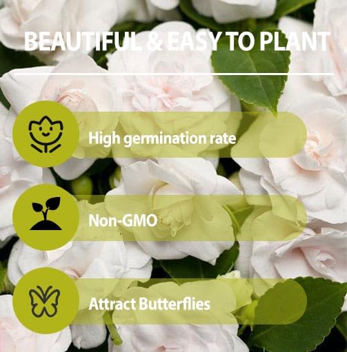 Athena Impatiens seeds provide long-lasting color in shade gardens.