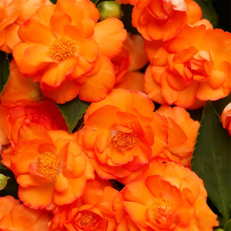 Athena Impatiens seeds bloom in containers offering vibrant color in partial shade.