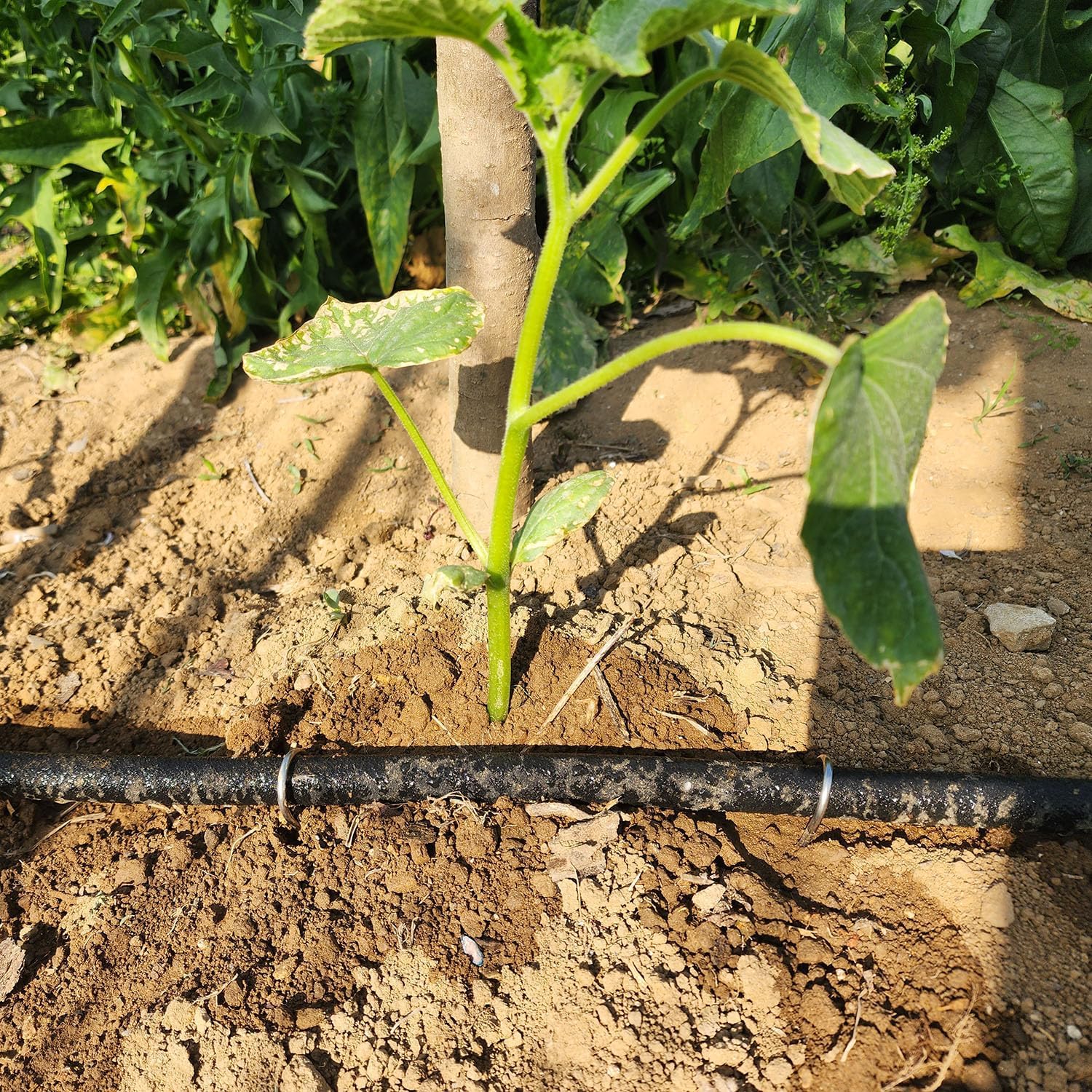 Atlantic hose with three-quarter-inch GHT threads fits standard garden connectors.